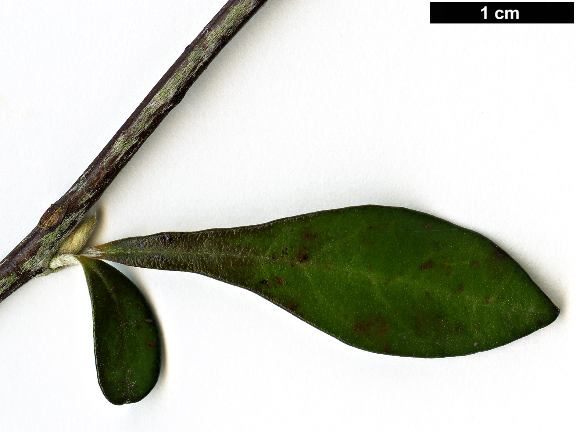 High resolution image: Family: Argophyllaceae - Genus: Corokia - Taxon: ×virgata (C.buddleioides × C.cotoneaster)